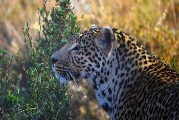 Leopards of the Karoo, Western Cape