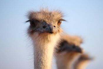 Oudtshoorn ostrich, Karoo, Western Cape