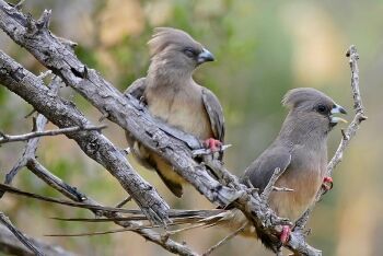 White-backed Mousebirds (Colius colius), Karoo, Western Cape