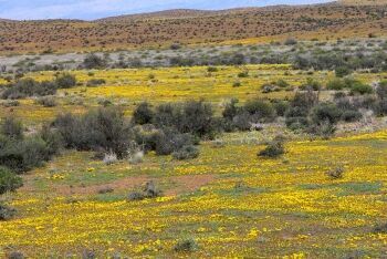 Flowering Karoo, near the N1 Highway, between Laingsburg and Prince Albert Road, Karoo, Western Cape