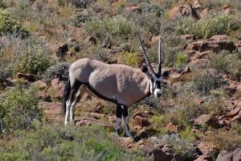 Gemsbok at Klipspringer Pass, Karoo National Park, Beaufort West, Karoo, Western Cape
