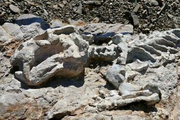 Diictodon skeleton, Fossil Trail, Karoo National Park,  Beaufort West, Karoo